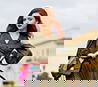 Image-HasTech
